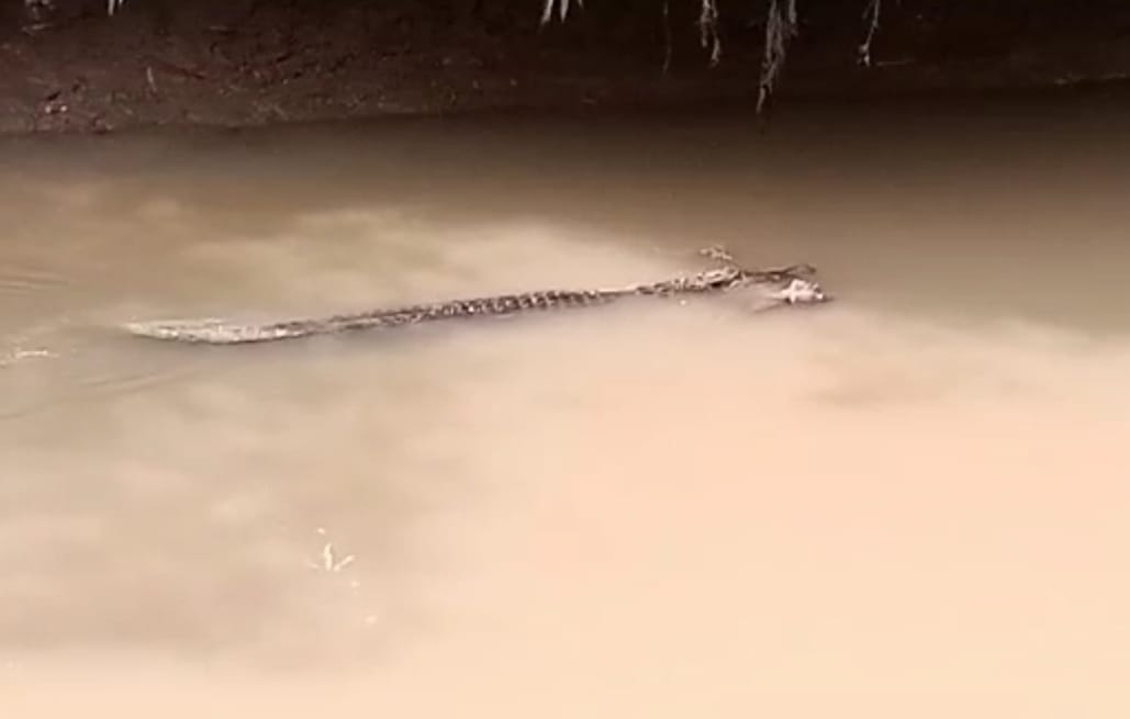 Diterkam Buaya di Sungai Cilemer Pandeglang, Jasad Pemuda Ditemukan Utuh 