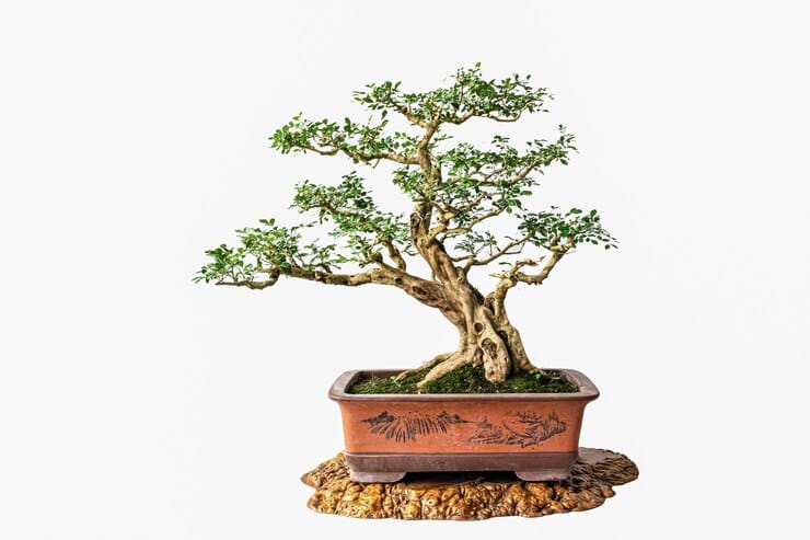  5 Tanaman Liar yang Bisa Disulap Jadi Bonsai Cantik