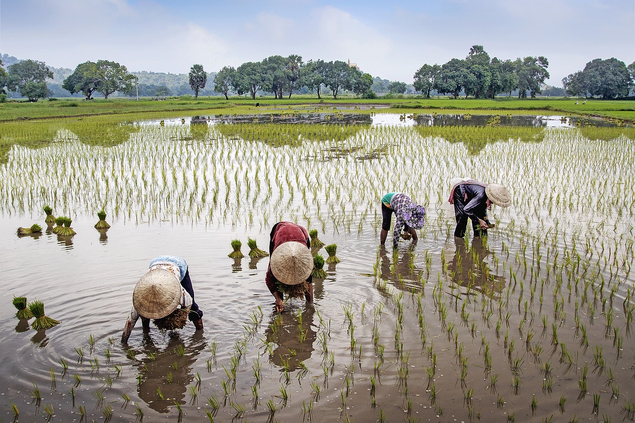 Petani Jangan Sampai Lemah, Pinjaman KUR BRI 2023 Untuk Menambahkan Modal