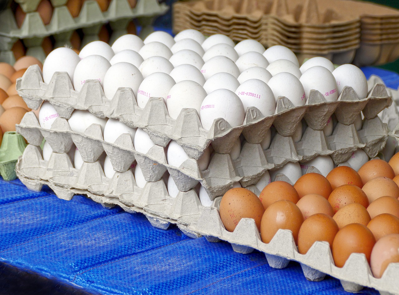 Kabupaten Pandeglang: Produsen Telur Ayam Kampung Terbesar di Provinsi Banten