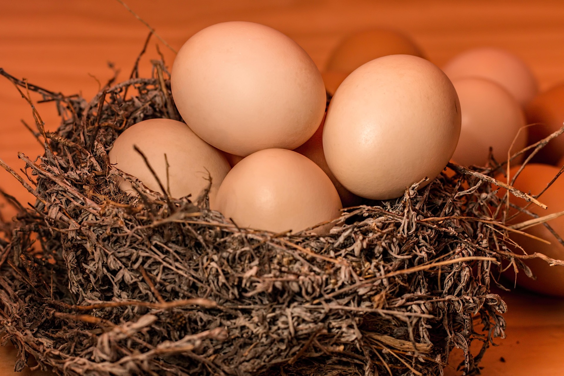 Perlu Diketahui, Inilah Manfaat dan Kandungan Protein dalam Telur