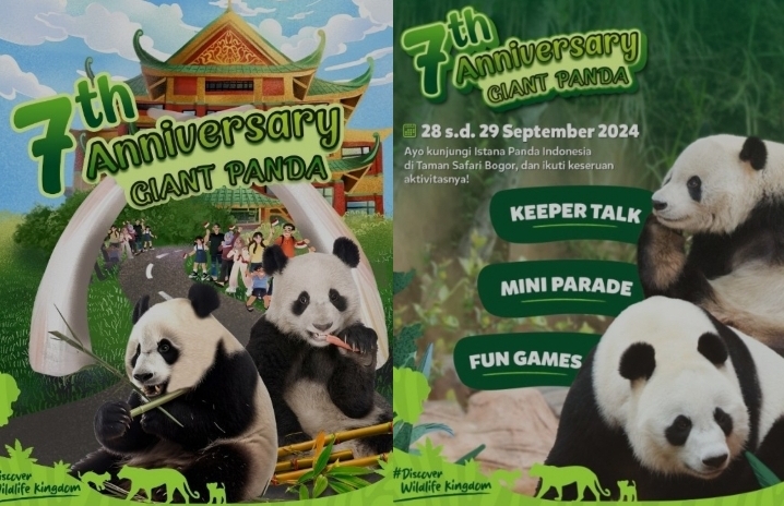 Rayakan Anniversary ke 7 Giant Panda, Taman Safari Bogor Siapkan Mini Parade Unik: Yuk Cek Tanggalnya