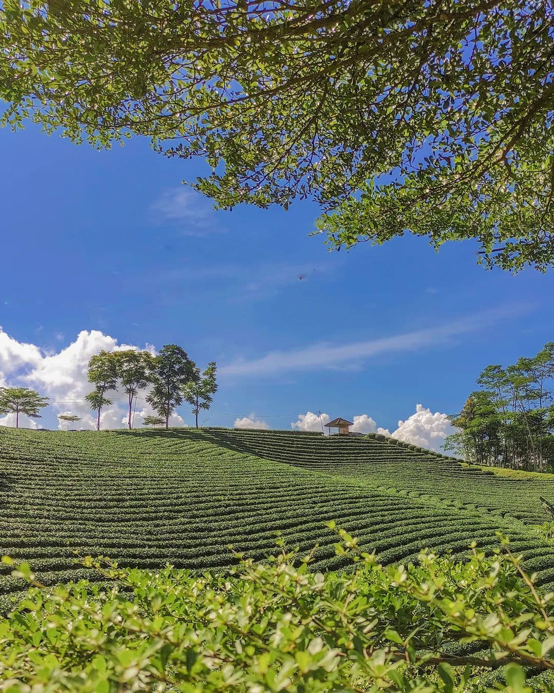 Wisata Kebun Teh Cikuya: Hamparan Hijau dan Udara Sejuk di Lebak, Banten