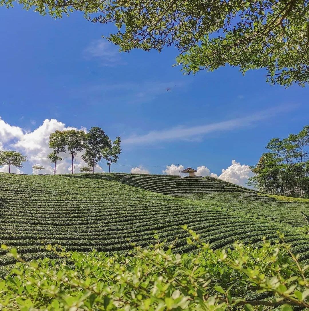 Kebun Teh Cikuya Suguhkan Spot FotoInstagramable, Wisata Lebak yang Hits