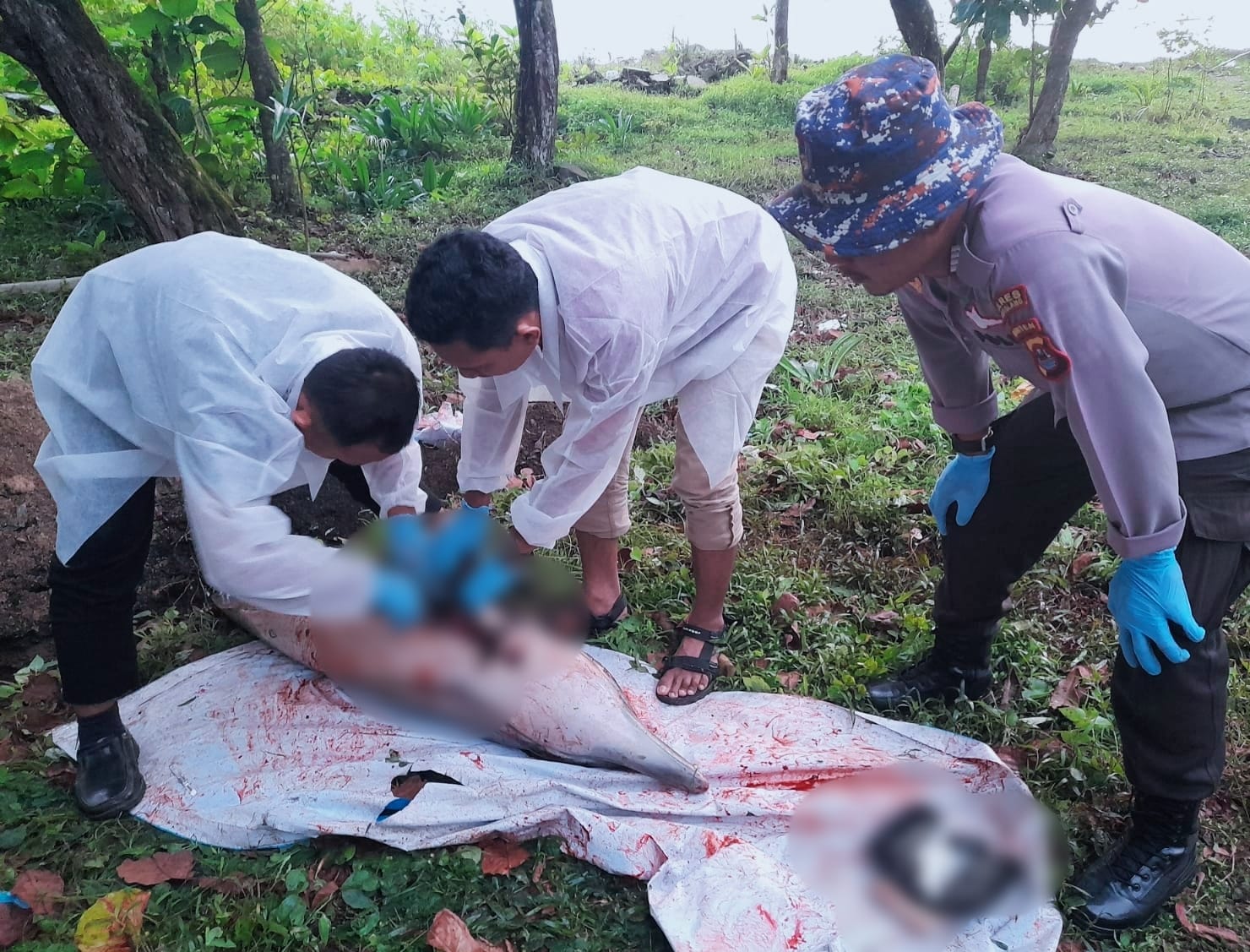 Lumba - lumba yang Terdampar di Pantai Maklon Pandeglang Akhirnya Mati, kini Sudah Dikubur 