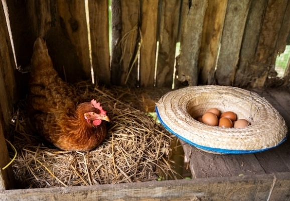 Desa Kadugenep Budidaya 800 Ekor Ayam Petelur untuk Suplai SPPG, Dukung Program MBG
