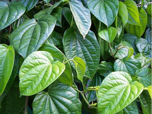 Kenali Manfaat Daun Sirih, Tanaman Herbal yang Kaya Khasiat bagi Kesehatan