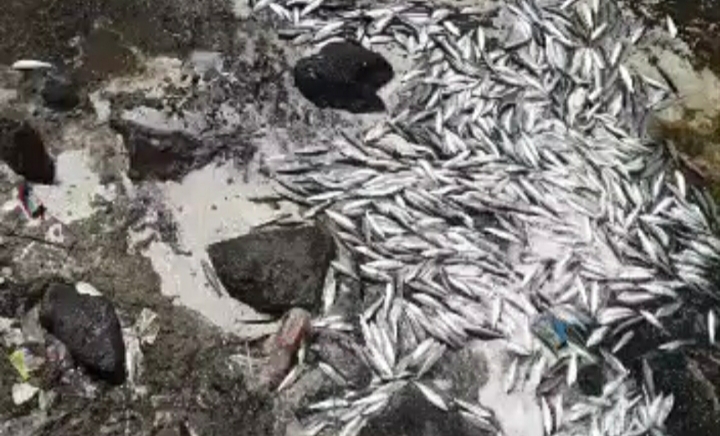 Pertanda Apa Ini, Ribuan Ikan di Kepulauan Seribu Terdampar ke Darat? Begini Penjelasan BMKG