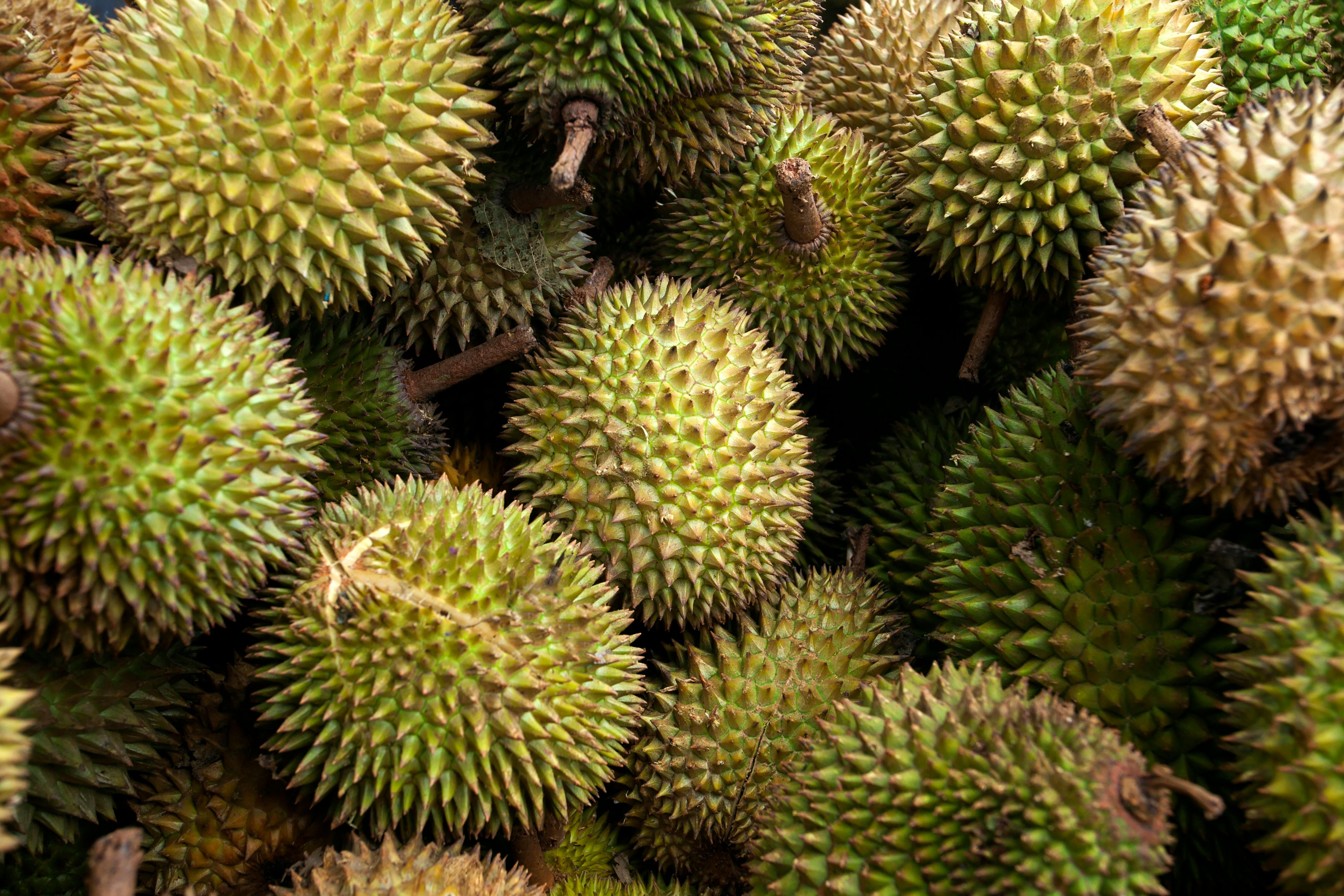 Apa Manfaat Durian? dr Zaidul Akbar Lebih Memilih Konsumsi Biji Durian Karena Mengandung Ini