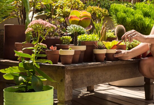 6 Cara Praktis Mengubah Lahan Kecil Menjadi Taman Hijau