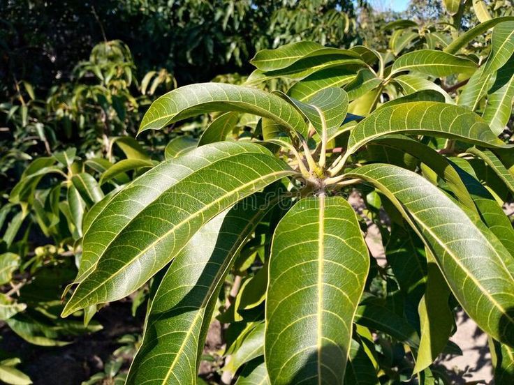 Daun Mangga: Solusi Alami untuk Menstabilkan Gula Darah pada Pasien Diabetes