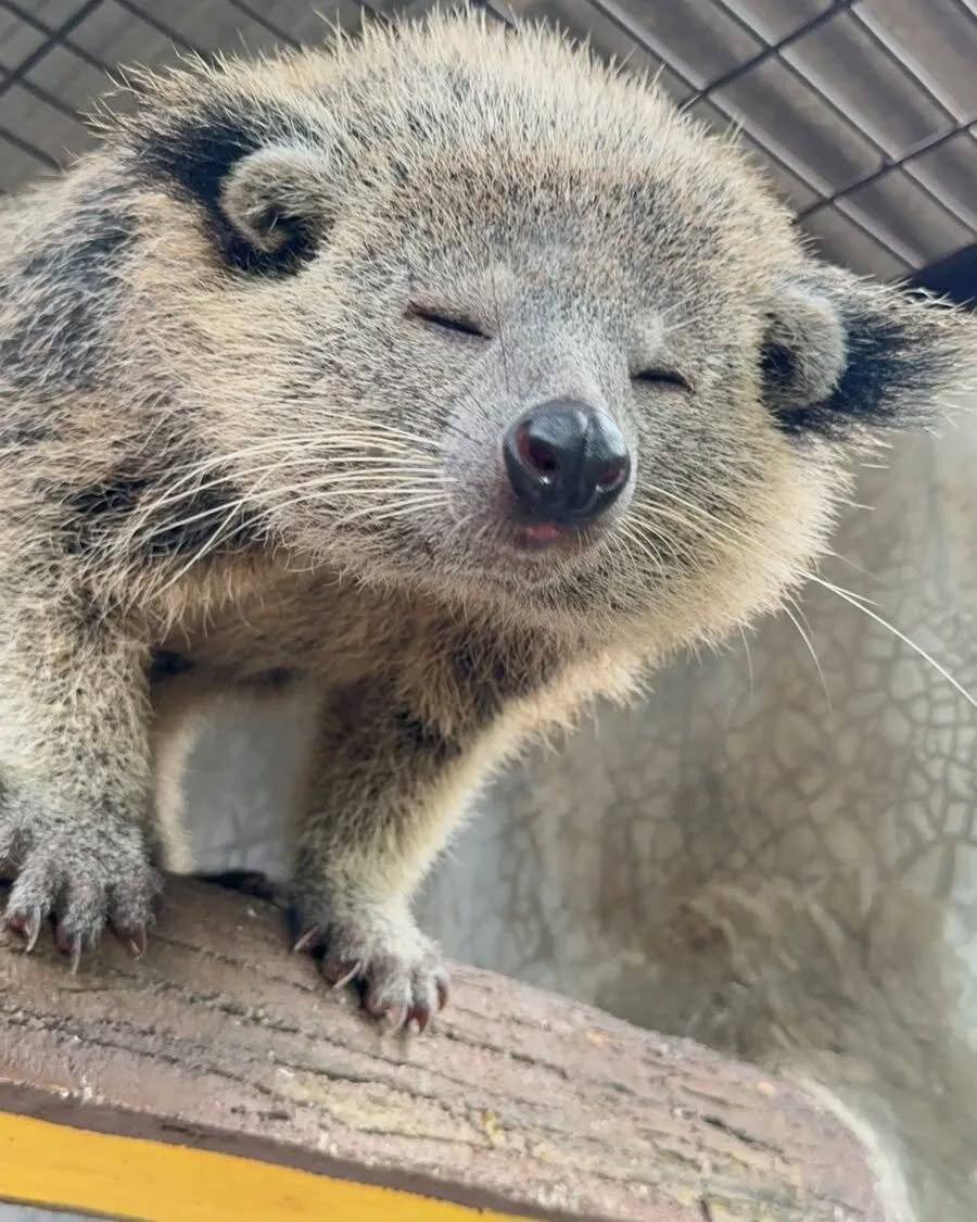 Dikira Serigala, Ternyata Satwa Langka: Tragedi Binturong di Pandeglang