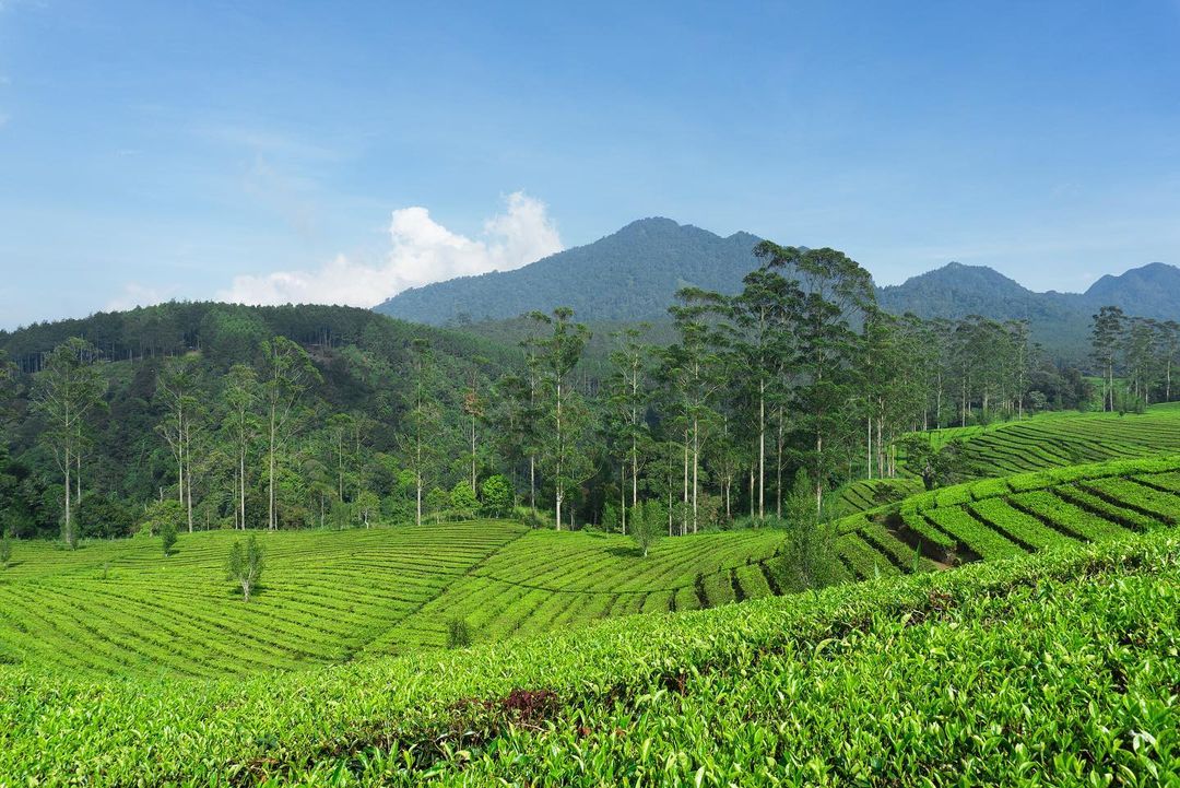 Wisata Bandung yang Sejuk Pas Untuk Healing Dari Perkotaan yang Panas