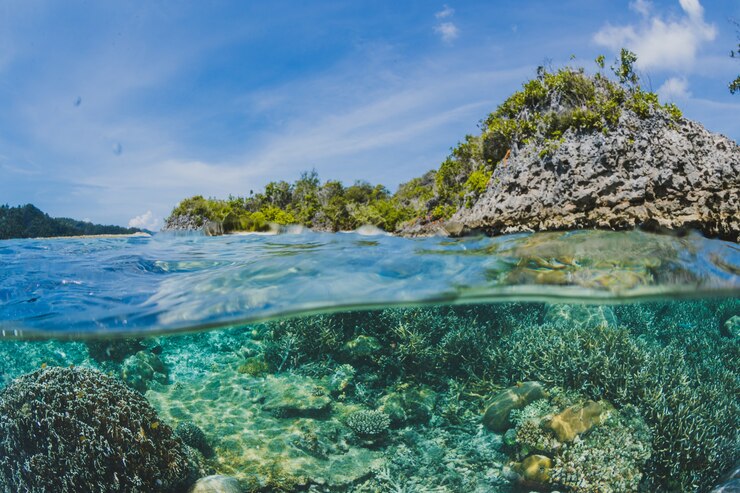 Upaya Menjaga Pelestarian Habitat dan Ekosistem di Laut 