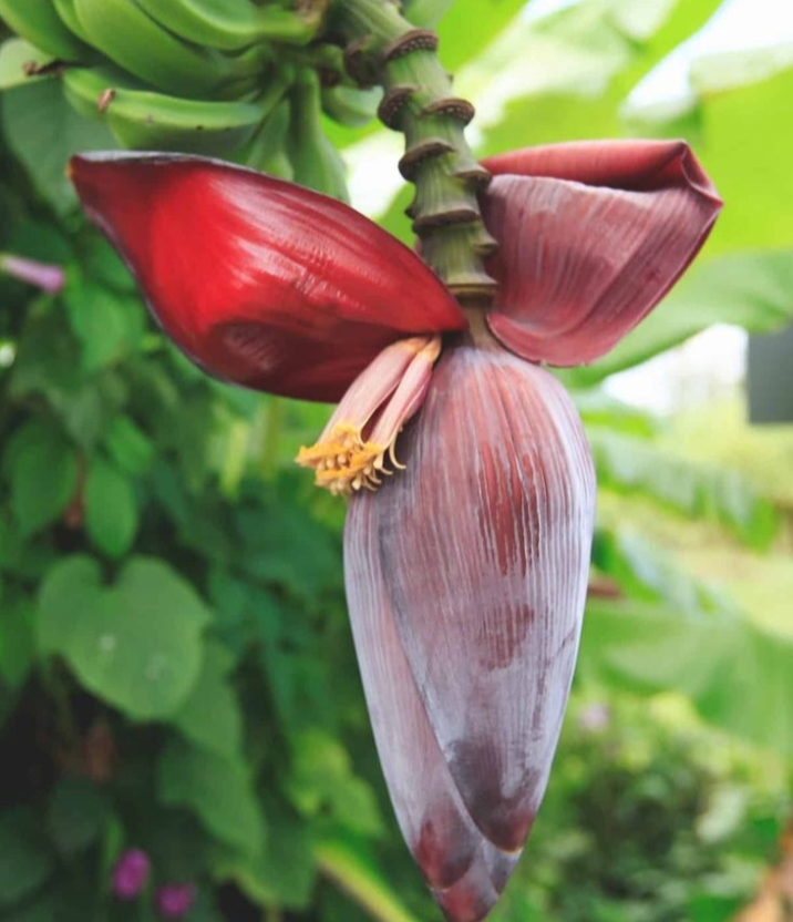 6 Manfaat Jantung Pisang Bagi Kesehatan Tubuh