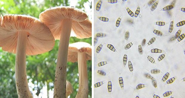 Pestalotiopsis microspora: Jamur Pemakan Plastik dari Amazon, Harapan Baru Atasi Limbah Global