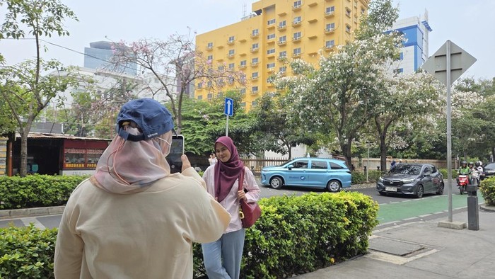 Bunga Tabebuya Bermekaran di Cikini, Warga Antusias Berfoto Rasa Korea