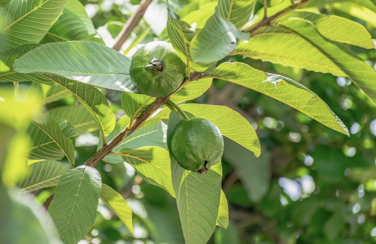 Jadi Obat Tradisional untuk Diare, Begini Cara Pengolahan Daun Jambu Biji yang Baik dan Benar