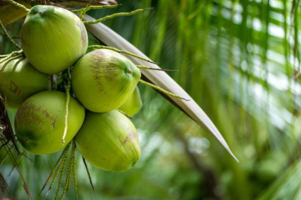 Mana yang Lebih Baik untuk Dikonsumsi Air Kelapa Muda atau Tua? Ini Penjelasannya