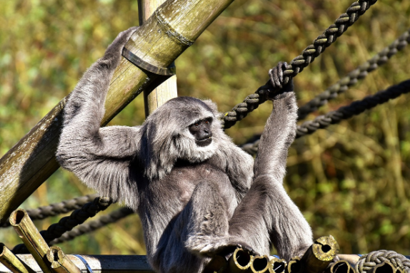 Mengenal Owa Jawa, Primata Setia yang Berada di Taman Nasional Ujung Kulon Terancam Punah