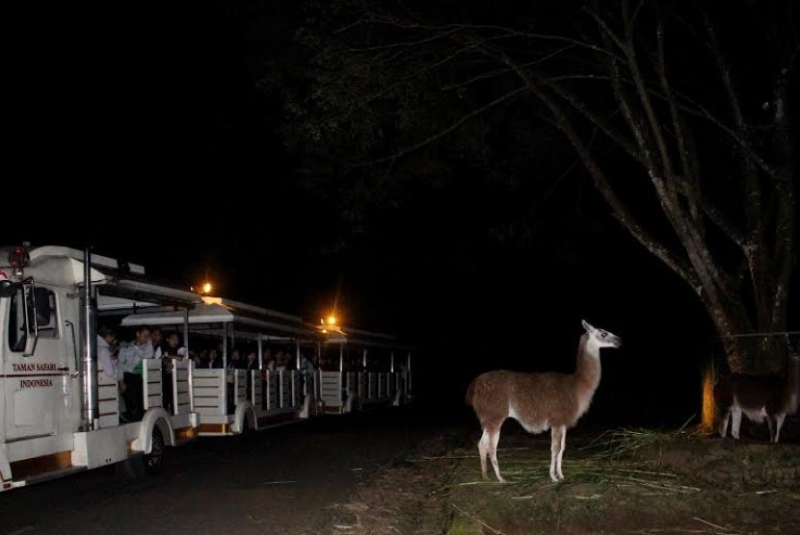 Taman Safari Bogor Open Tiket Flash Sale Safari Malam Spesial Mei 2024, Hanya Rp145 Ribu