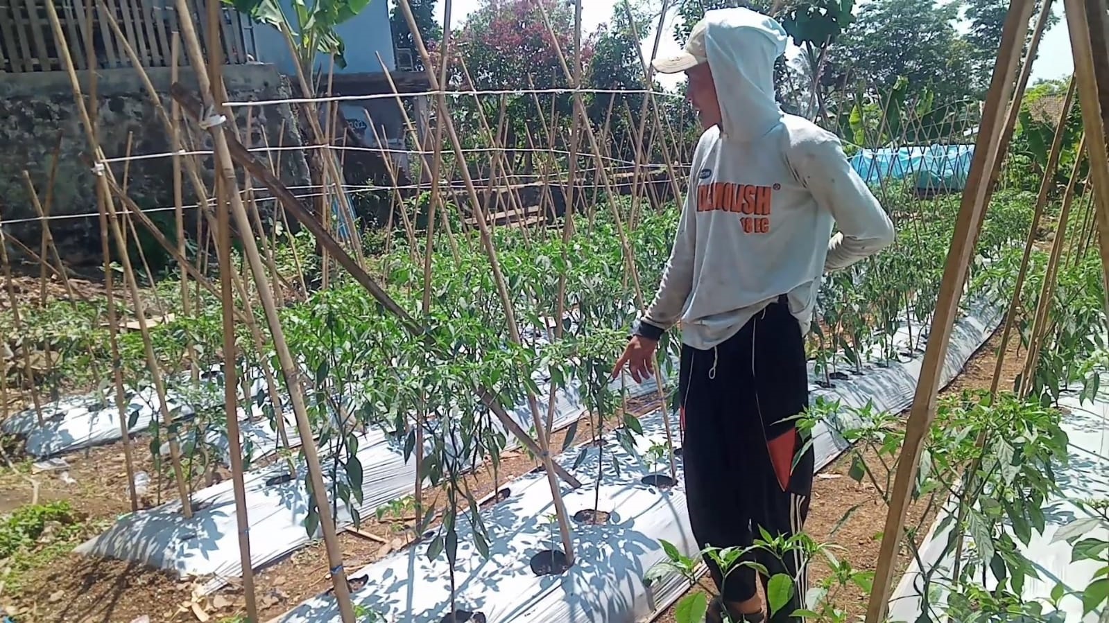 Dampak El Nino, Ratusan Hektare Sawah di Banten Puso