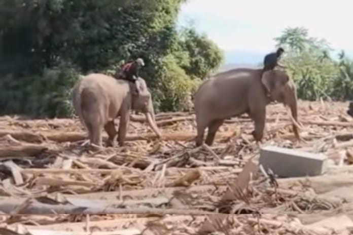 Pembersihan Puing Kayu Banjir di Aceh, 4 Gajah Turun Tangan Tanpa Alat Berat