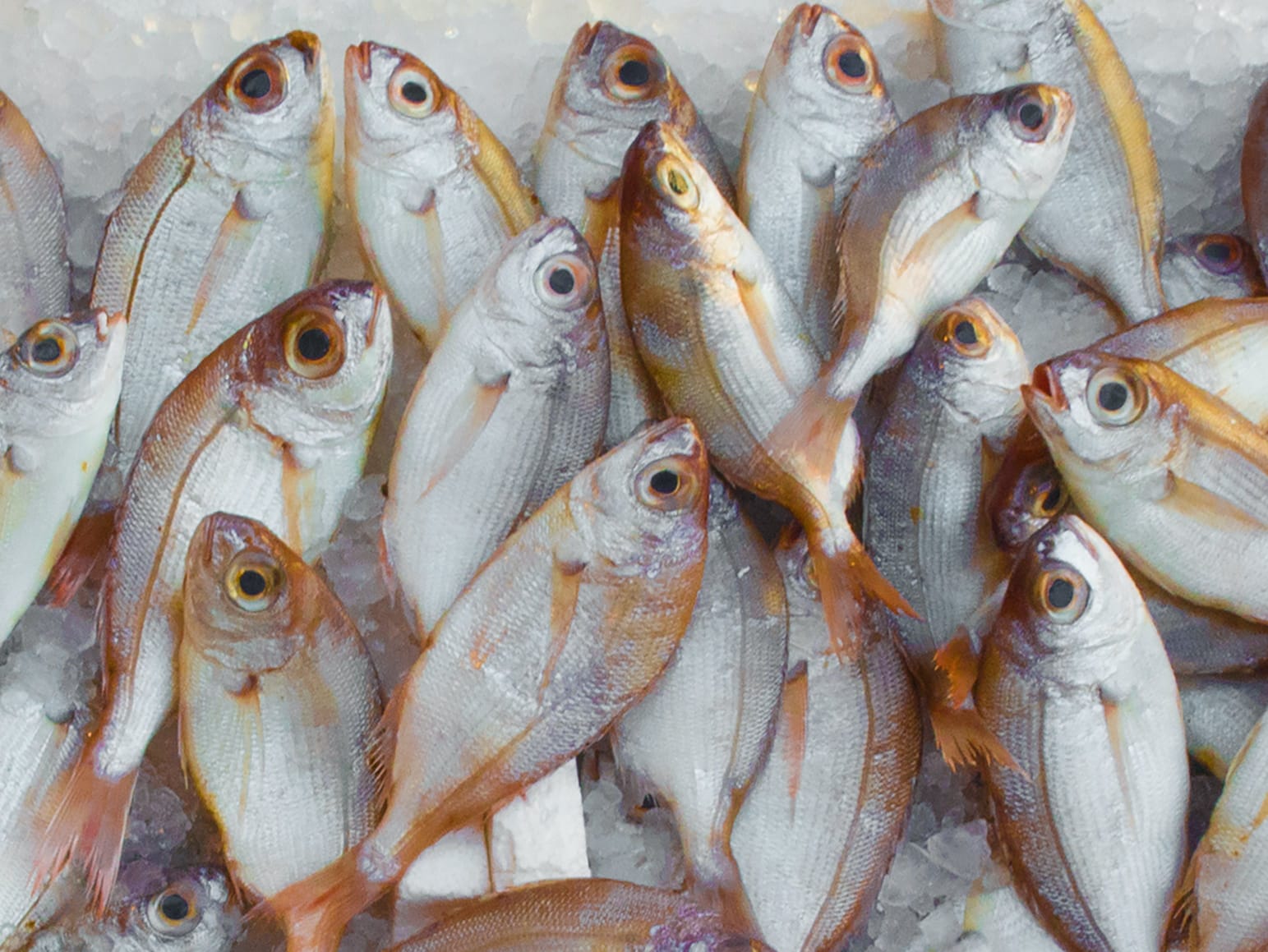 5 Jenis Ikan yang Patut Dihindari Penderita Diabetes