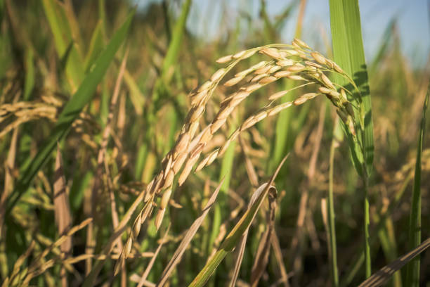 Musim Panen Tiba, Harga Beras di Pandeglang Bakalan Turun dan Tidak Mahal Lagi