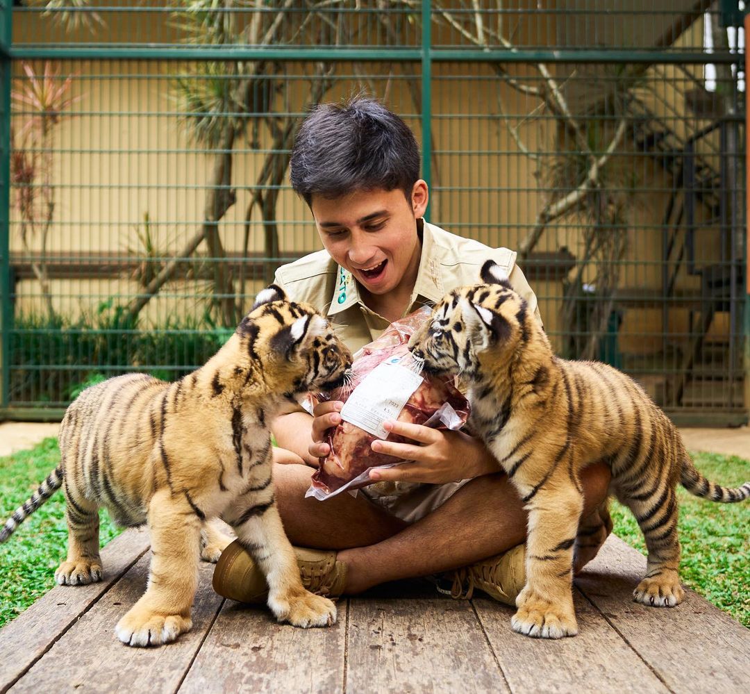 7 Ekor Harimau Mati Dipelihara Alshad Ahmad, Warganet, Perizinannya Harus Dievaluasi