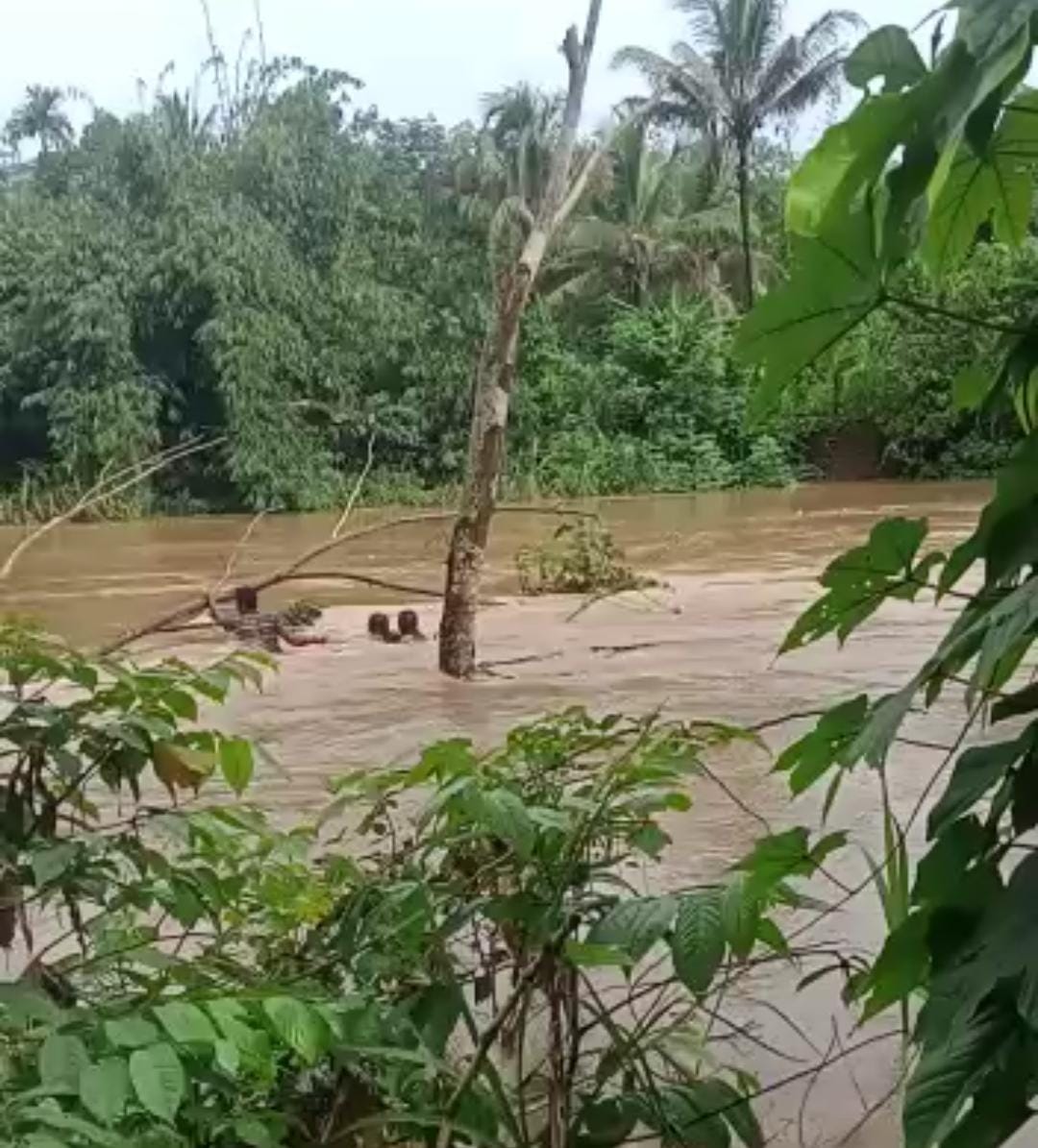 Heboh, Terjun ke Sungai Untuk Bunuh Diri, Wanita Muda di Pandeglang Tersangkut Pohon Diselamatkan Warga