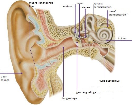 Hindari Penggunaan Earphone, Bisa Sebabkan Tuli Permanen