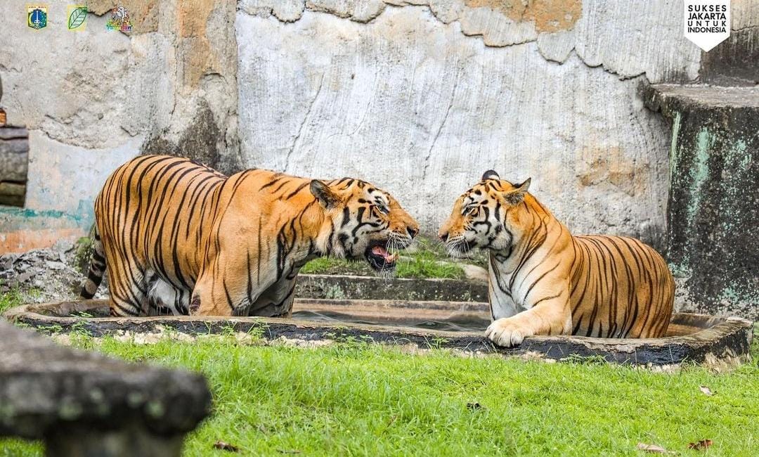 Main Seru di Ragunan Zoo, Intip Fasilitasnya Yuk