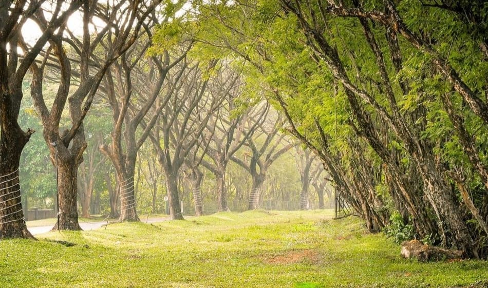 Healing ke Tanjung Lesung, Dijamin Dapat Kualitas Udara yang Lebih Segar