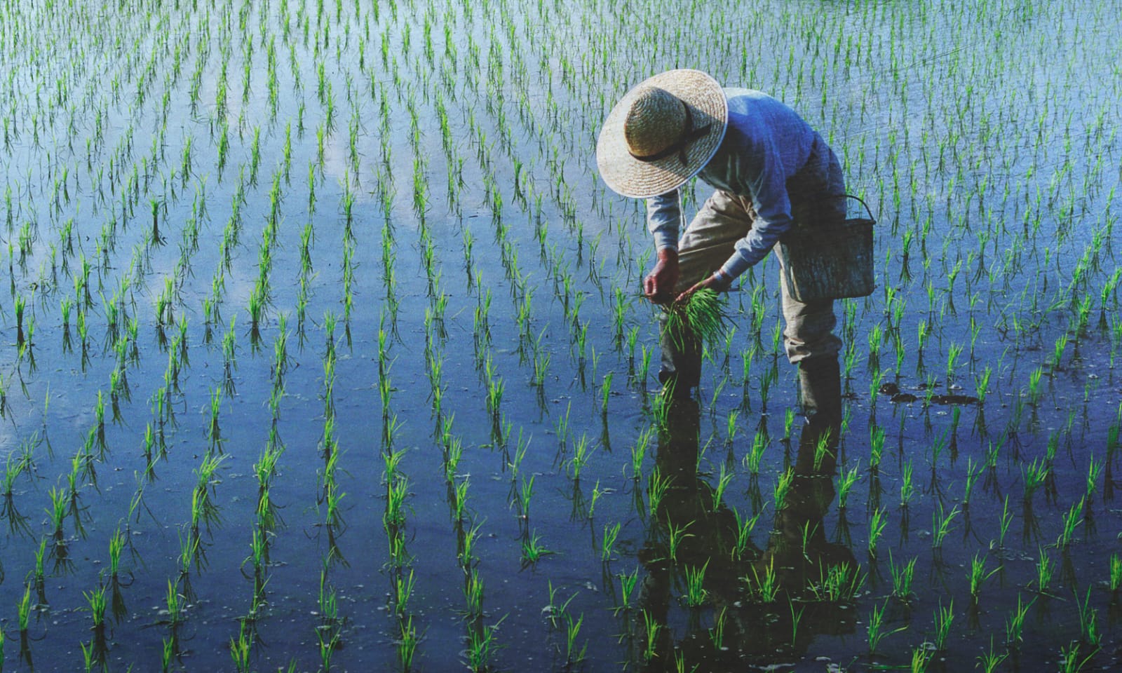 Petani Bisa Mendapatkan Pinjaman KUR BRI 2023 Hingga Rp500 Juta Loh 