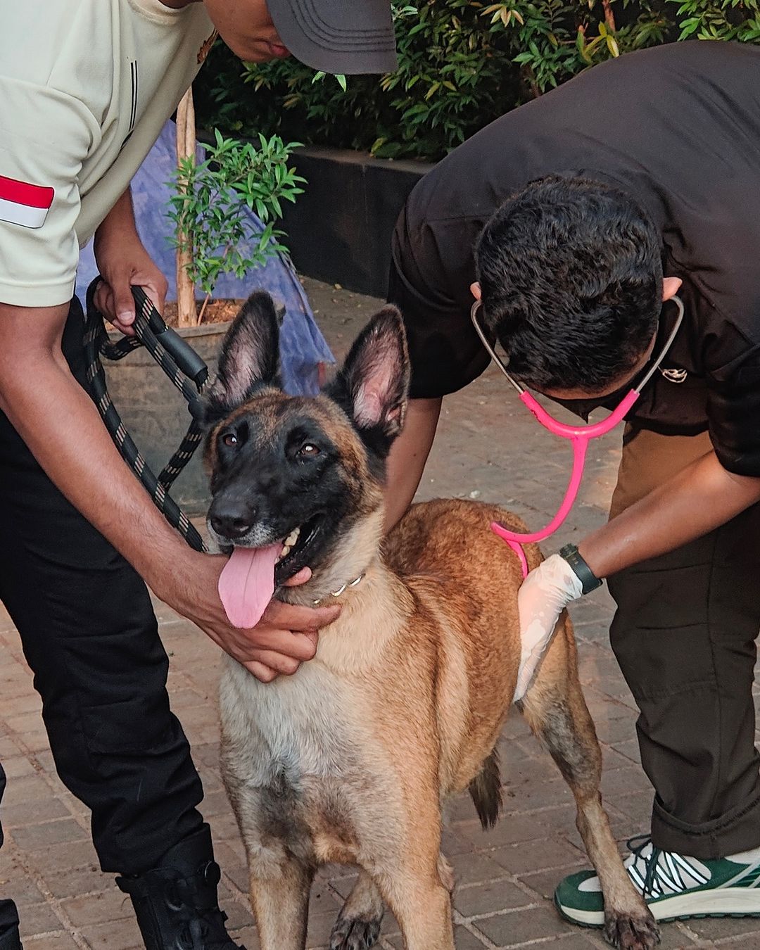 Nasib Fay,  Anjing Penjaga Plaza Indonesia yang Dipukul Vendor K9, Begini Kata Dokter Hewan