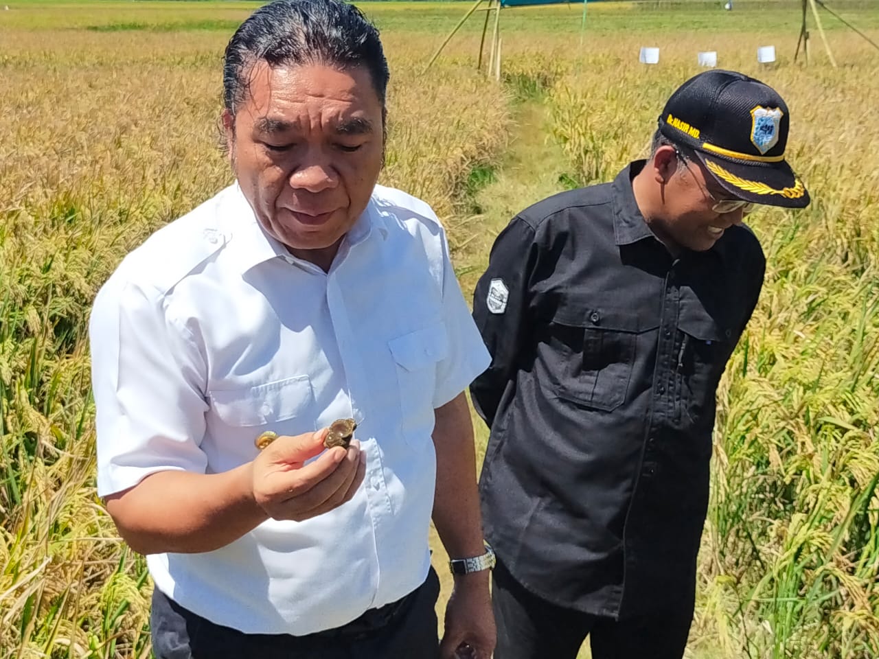 Terkenang Masa Lalu, Gubernur Banten Suka Makan Keong Sawah, Rasanya Enak dan Gizinya Tinggi 