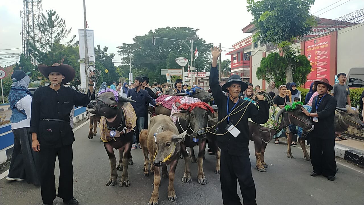 Karnaval Kerbau Meriahkan Pagelaran Festival Seni Multatuli 2023