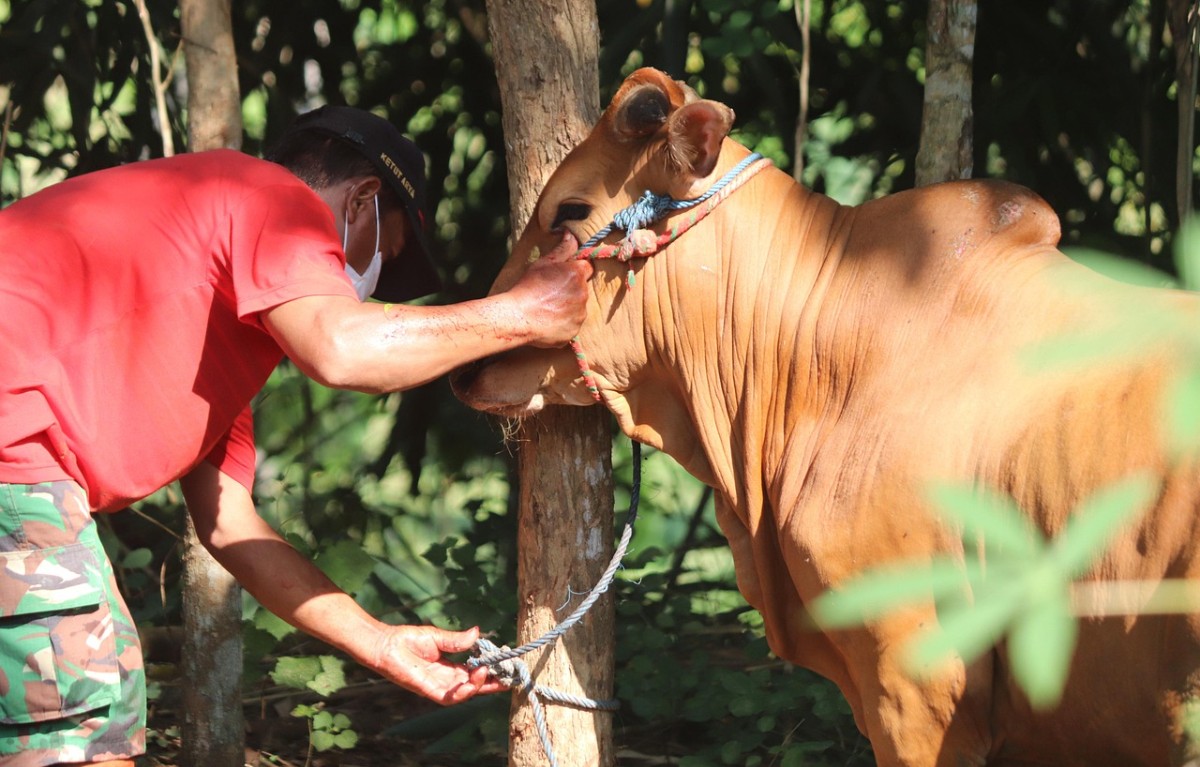 Idul Adha 2026 Jatuh Tanggal Berapa? Ini Prediksi Versi Pemerintah, Muhammadiyah, dan NU