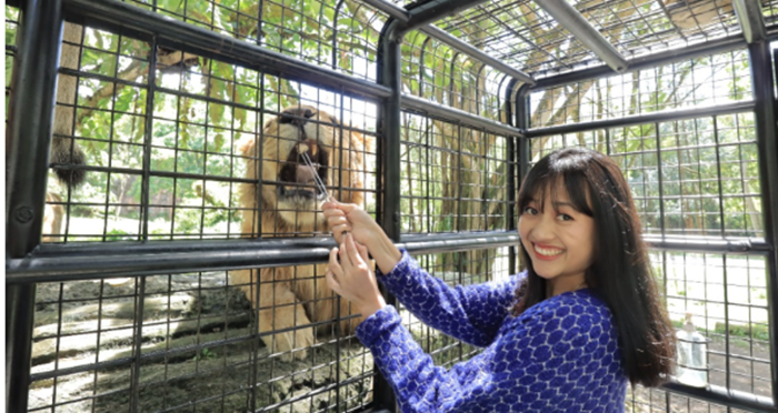 Yuk Liburan ke Taman Safari Bogor, Coba Sensasi Feeding Lion: Memberi Makan Singa dari Dekat, Berani Gak?