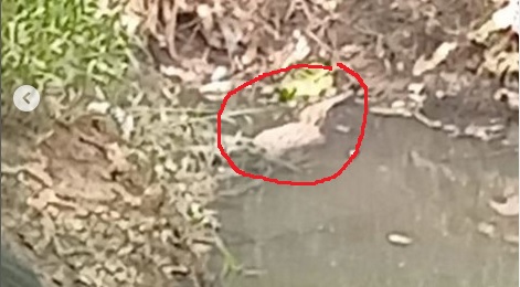 Heboh, Buaya Jumbo Muncul di Tangerang, Buaya Ini Malah Jadi Sandal