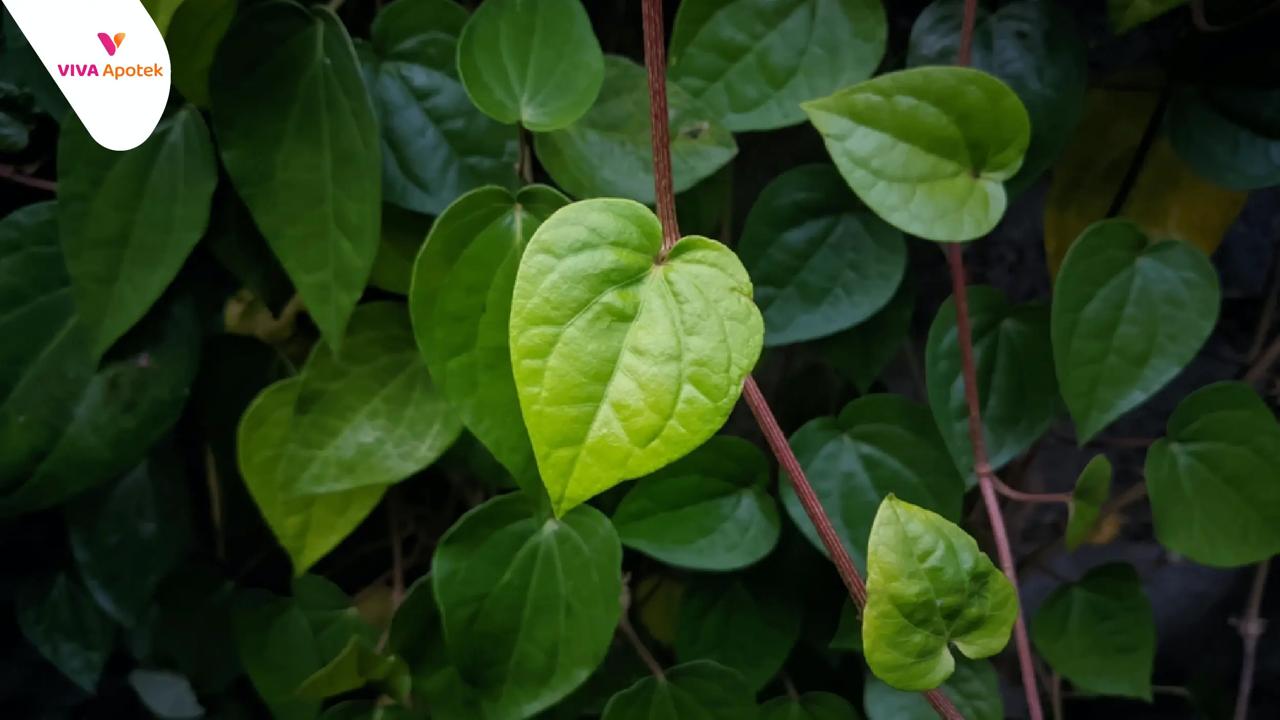 Menggali Potensi Manfaat Daun Sirih bagi Kesehatan Tubuh