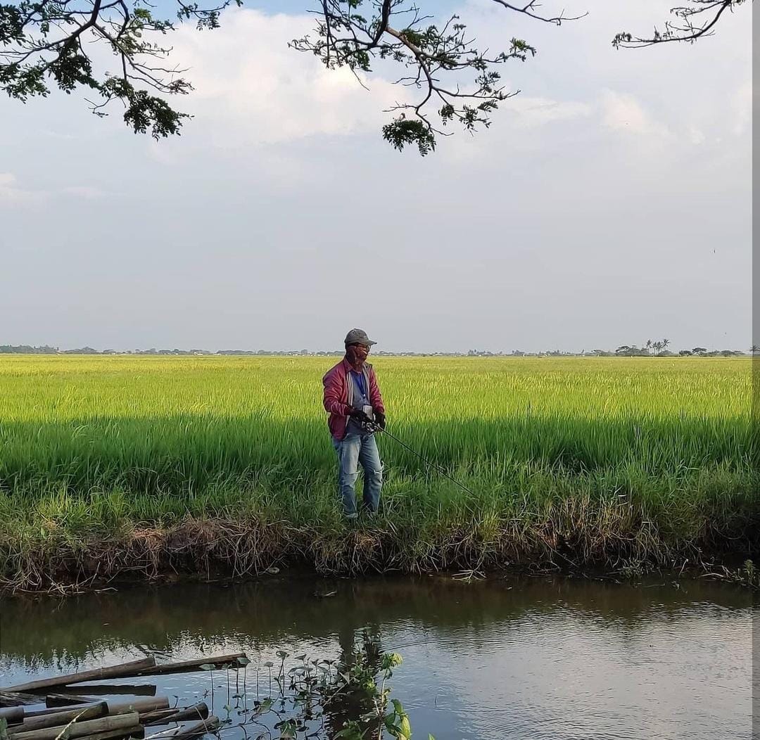 Memancing Ikan Gabus dengan Teknik Casting, Perhatikan Hal Ini