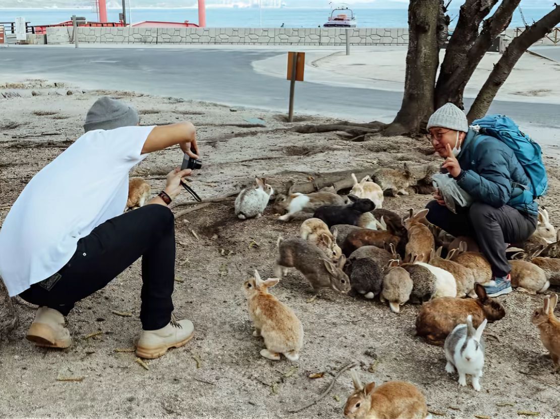 Fakta di Balik Okunoshima atau Rabbit Island Jepang