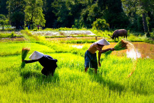 Kabar Baik Petani Banten! NTP Naik 1,05 Persen, Daya Beli Makin Menguat