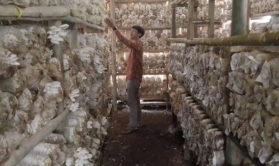 Jamur Tiram, Solusi Inovatif BUMDes Pandeglang untuk Ketahanan Pangan