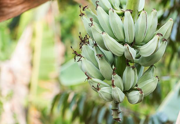 9 Manfaat Pisang Kepok, Buah Favorit yang Kaya Nutrisi!