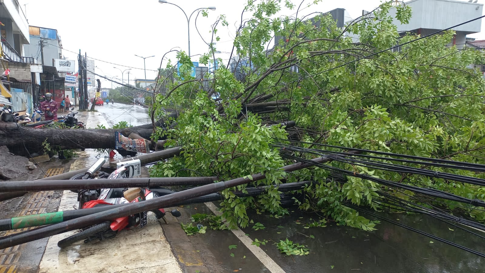 Tersapu Angin, Pohon Tumbang Tutup Jalan Ahmad Yani - Kota Cilegon