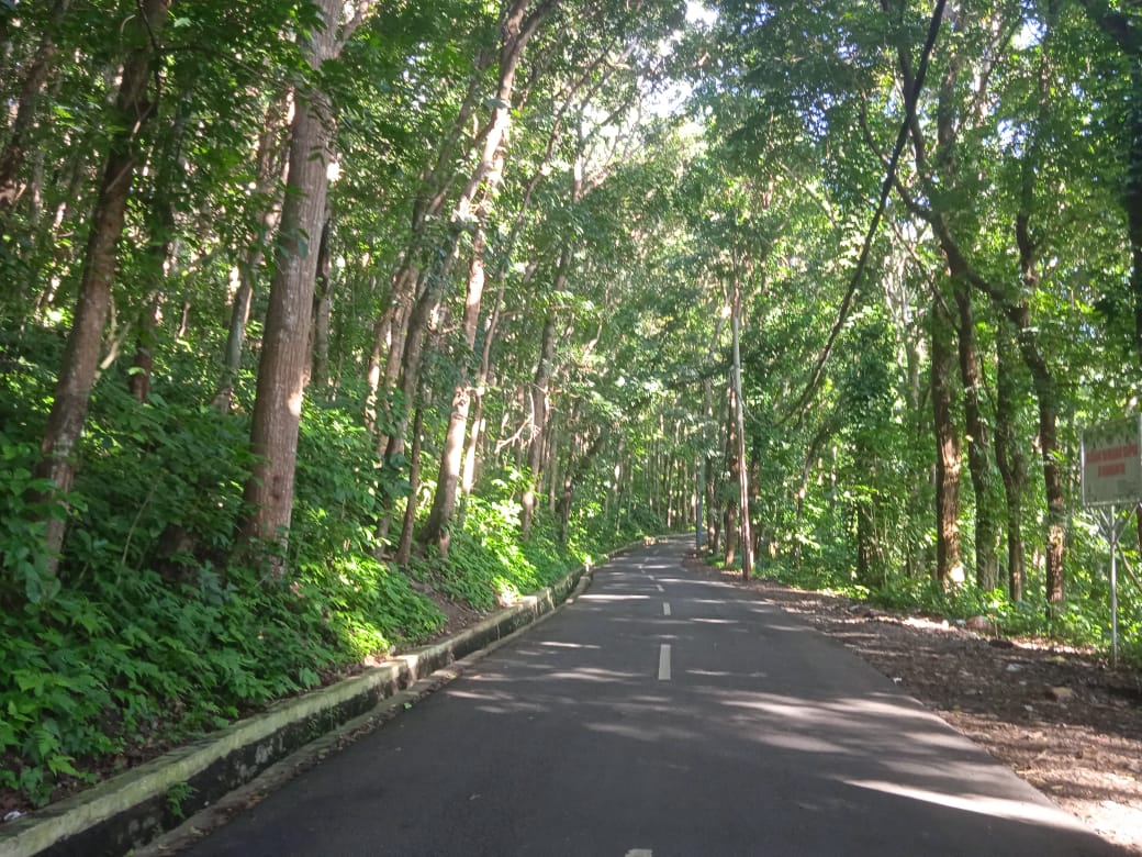 Pasir Pari, Spot Foto dengan Rimbunnya Pohon Mahoni Gunung Karang