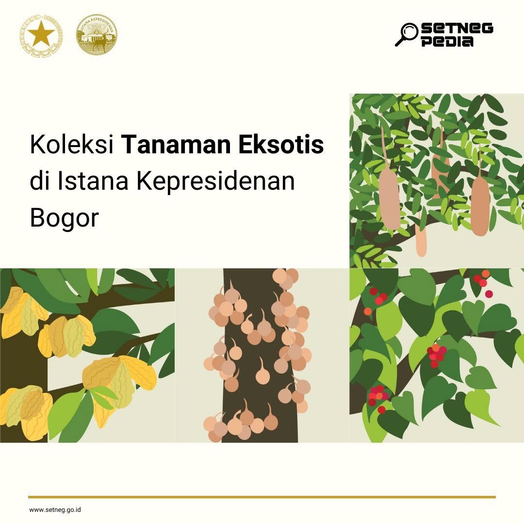  Simaklah, Berikut 4 Koleksi Tanaman Eksotis Beserta Kegunaanya di Istana Kepresidenan Bogor